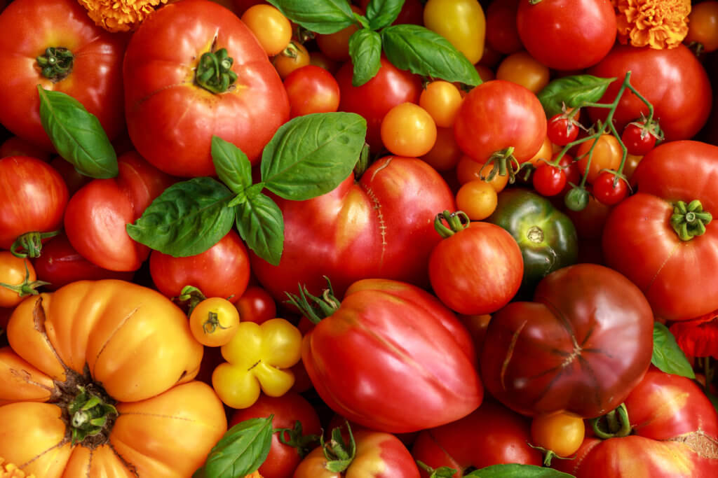 healthy heirloom tomatoes